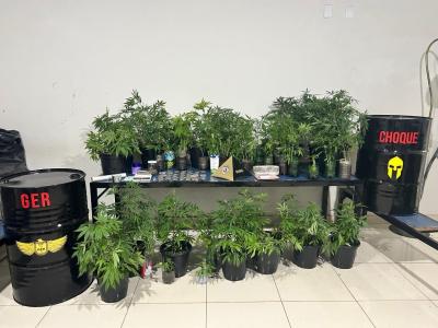 Plantação de maconha apreendida pela Polícia Militar de Montes Claros