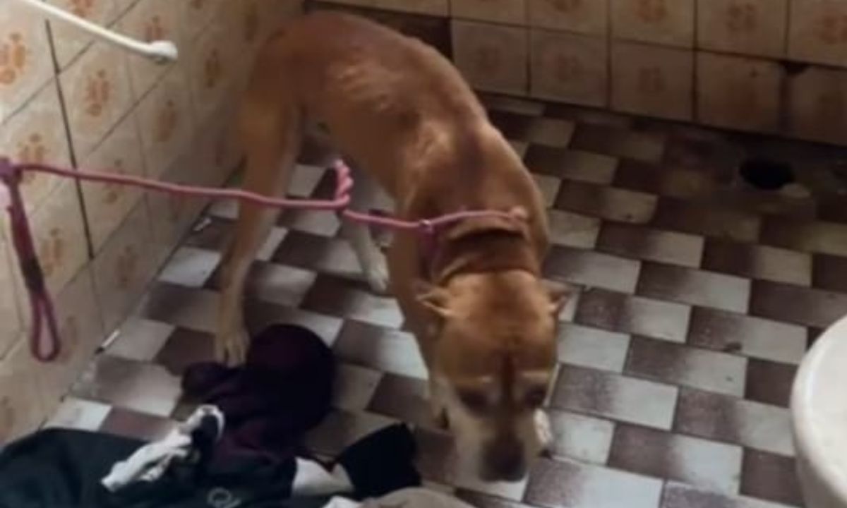 PMMG encontra ponto de tráfico ao resgatar pitbull em Juiz de Fora