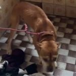 PMMG encontra ponto de tráfico ao resgatar pitbull em Juiz de Fora