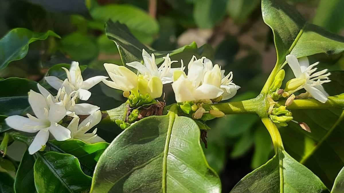 Altas temperaturas podem danificar pólen das flores e impedir a fertilização de várias culturas; entenda