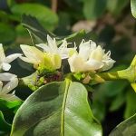 Altas temperaturas podem danificar pólen das flores e impedir a fertilização de várias culturas; entenda