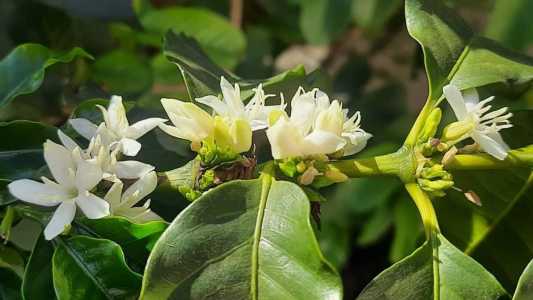 Poderá haver danos às florações nas regiões com temperaturas mais altas