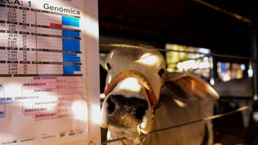 Poderão participar animais com idade a partir de 8 meses, devidamente registrados no Serviço de Registro Genealógico das Raças Zebuínas (SRGRZ)