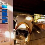 ExpoGenética vai destacar melhoramento genético dos zebuínos  