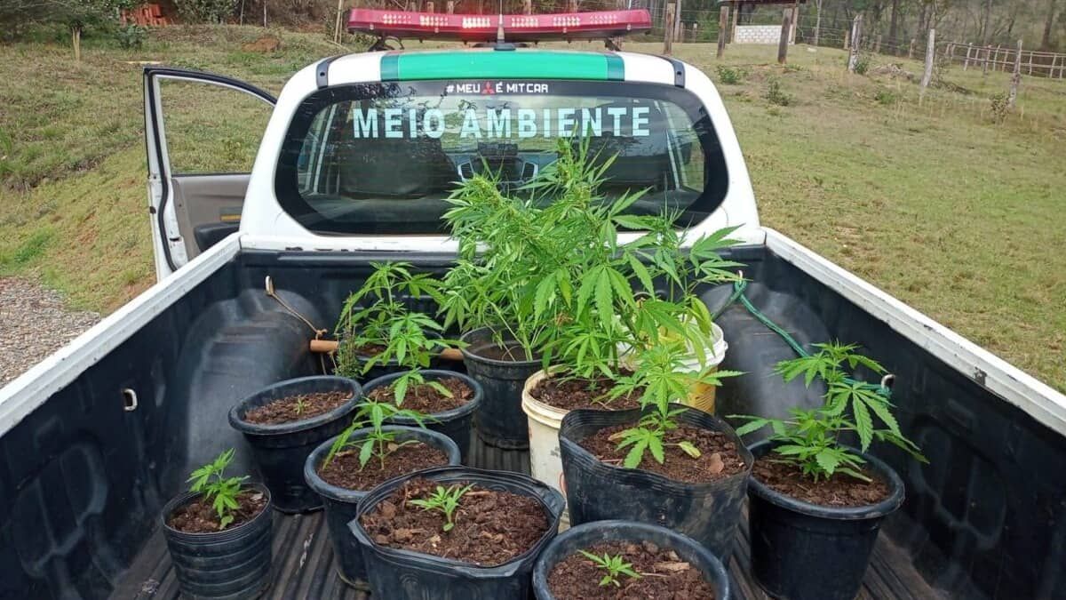 Polícia Militar encontra plantação de maconha durante busca por garimpo ilegal