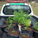 Polícia Militar encontra plantação de maconha durante busca por garimpo ilegal