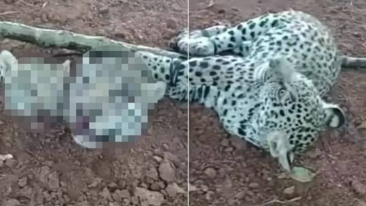 Polícia do Mato Grosso investiga vídeo de onças decapitadas