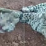 Polícia do Mato Grosso investiga vídeo de onças decapitadas