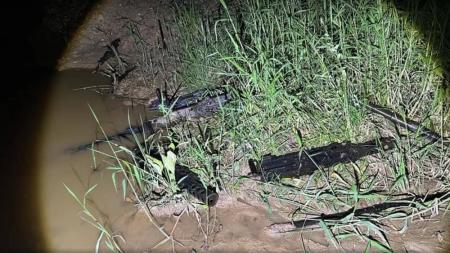 Polícia Civil recuperou armas roubadas do Exército Brasileiro em um lamaçal no município de São Roque, em São Paulo