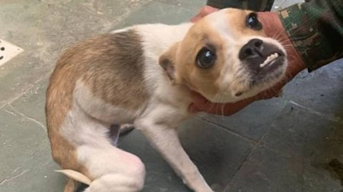 São Paulo avança a lei de proteção animal
