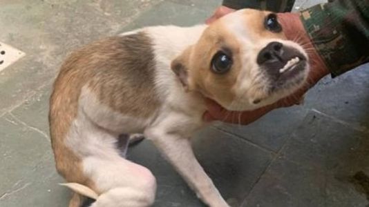 Polícia deverá ser comunicada por veterinários sobre casos de maus-tratos