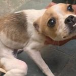 São Paulo avança a lei de proteção animal