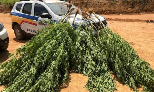 Polícia Militar apreendeu 52 pés de maconha