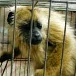 Quatro homens são presos por tráfico de animais na BR-040 em Ressaquinha