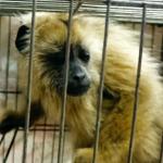 Quatro homens são presos por tráfico de animais na BR-040 em Ressaquinha