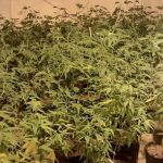Polícia prende duas pessoas em local utilizado para produção da droga K9 em SP