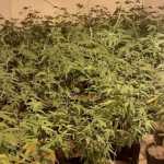 Polícia prende duas pessoas em local utilizado para produção da droga K9 em SP