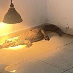 Polícia resgata jacaré e outros 85 animais silvestres mantidos em cativeiro em casas de SP