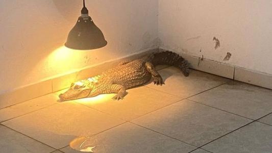 Polícia resgata jacaré e outros 85 animais silvestres mantidos em cativeiro