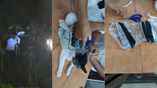 Guardas de prisão usam tesoura para cortar fita adesiva que prendia drogas ao corpo de gato.