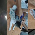 Polícia resgata 'narcocat', gato que contrabandeava drogas em prisão; vídeo