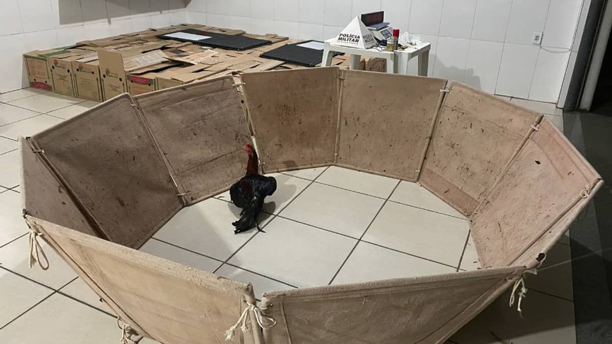 Polícia interrompe rinha de galo e prende mais de 20 pessoas em Santana do Paraíso 