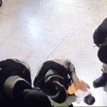 PMs salvam bebê engasgado em Sete Lagoas: veja vídeo