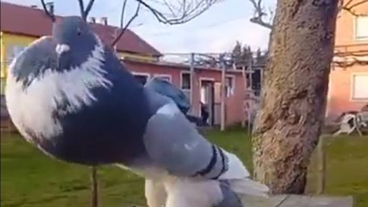 Pombo chamou a atenção na internet