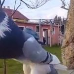 Vídeo: pombo 'musculoso' faz sucesso na internet e pessoas perguntam: 'que pokémon é esse?' 