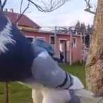 Vídeo: pombo 'musculoso' faz sucesso na internet e pessoas perguntam: 'que pokémon é esse?'