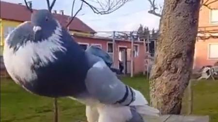 Pombo chamou a atenção na internet