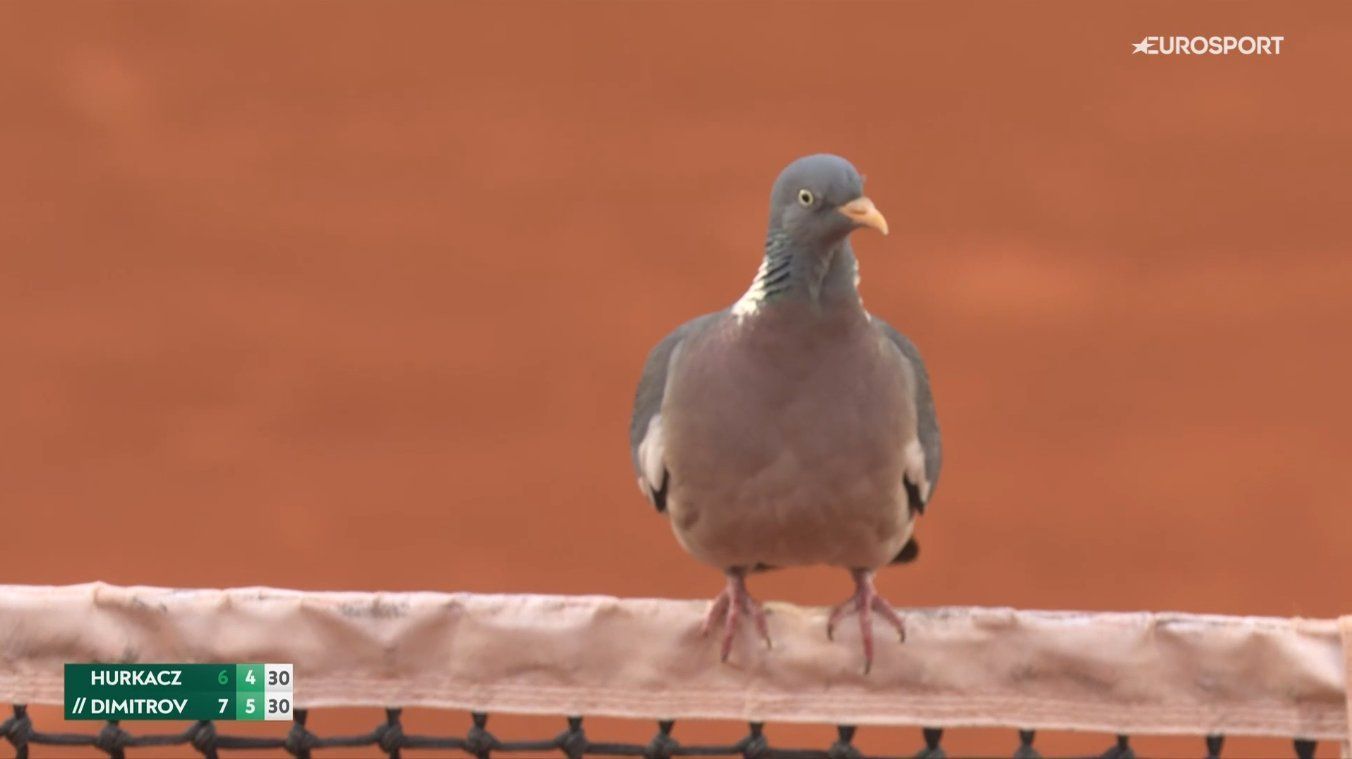 Tênis: pombo 'invade' e paralisa jogo em Roland Garros