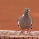 Tênis: pombo 'invade' e paralisa jogo em Roland Garros