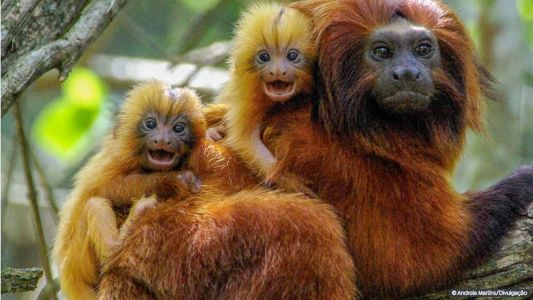 População de micos-leões-dourados agora e de 4,8 mil indivíduos