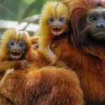 Pesquisadores comemoram aumento do número de micos-leões-dourados