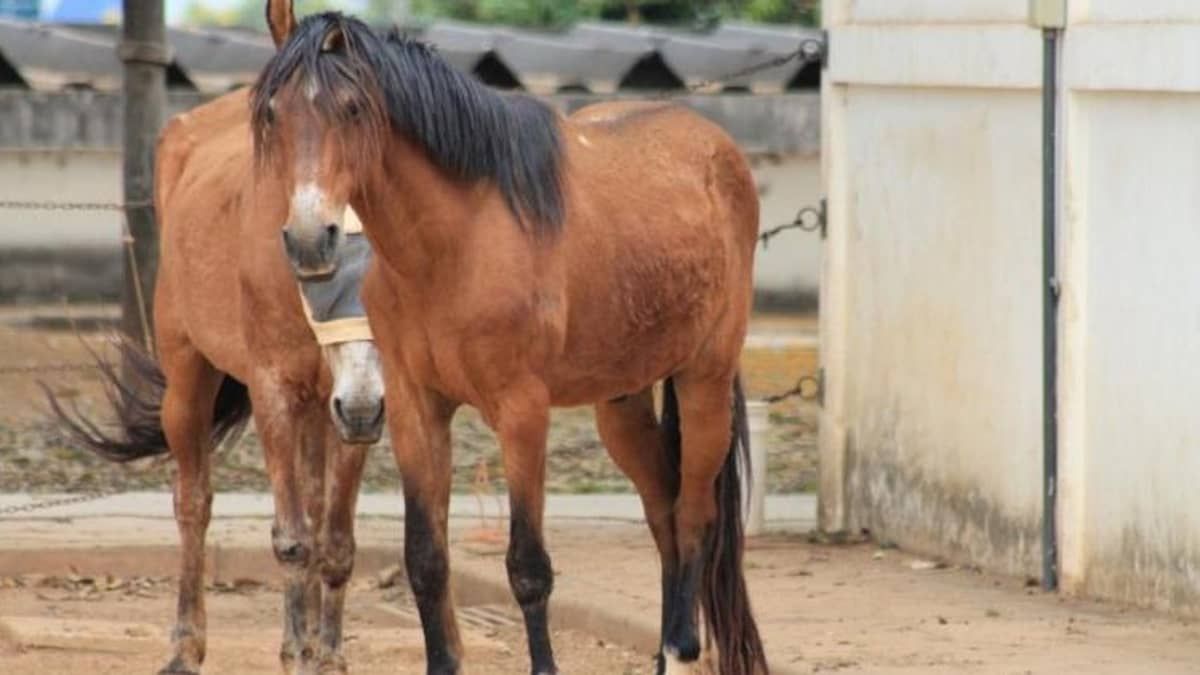Cidade da Bahia autoriza que animais abandonados sejam abatidos; entenda