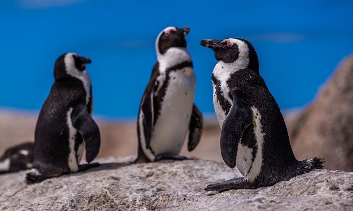 Por que não há pinguins no Hemisfério Norte? Estudo da UFMG desvenda o mistério