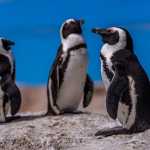 Por que não há pinguins no Hemisfério Norte? Estudo da UFMG desvenda o mistério