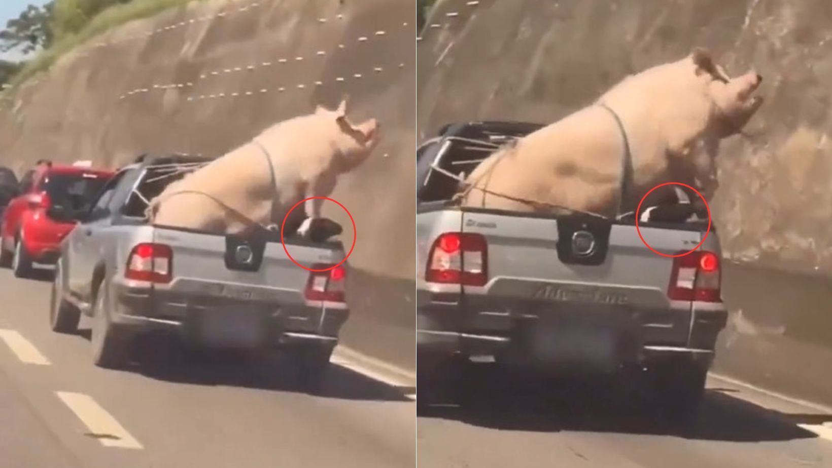 Vídeo: porco gigante e cabrito são transportados de forma irregular em caminhonete na rodovia