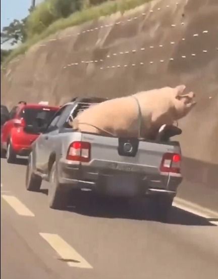 Porco e cabrito são transportados de forma irregular em caminhonete.