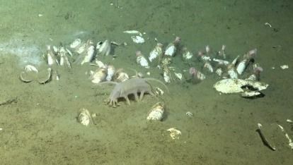 Porco-do-mar, animal marinho raro, é encontrado a 2,8 km de profundidade no Chile