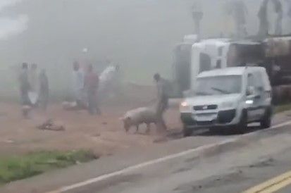 Vídeo: caminhão com porcos tomba, e parte da carga é saqueada na BR-381, em Nova Era