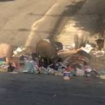 Porcos soltos sujam ruas da Região Leste de BH e incomodam moradores