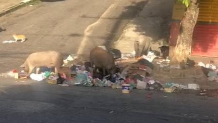 Porcos soltos atrapalham vida de moradores da Região Leste de Belo Horizonte