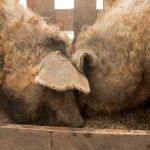 Mangalitsa: conheça o 'porco-ovelha' que quase foi extinto