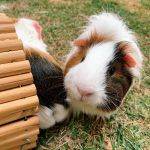 Por que a vitamina C é tão importante para os porquinhos da índia? Entenda