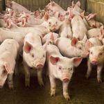Pesquisadores 'inventam' a carne de porco com antioxidantes; entenda