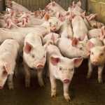 Pesquisadores 'inventam' a carne de porco com antioxidantes; entenda