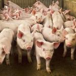 Pesquisadores 'inventam' a carne de porco com antioxidantes; entenda