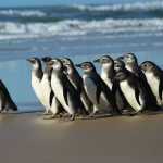 Rede de atendimento cuidará de pinguins resgatados no litoral brasileiro
